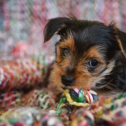 "Kikie" Yorkshire Terrier Puppies from Sharon Gellerman's Yorkshire Terriers