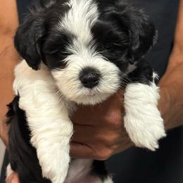 Cupcake - Black and white female Havanese puppy in Wappapello, Missouri from Titanium Havanese LLC