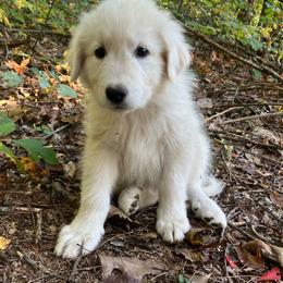 Rila - green collar girl - White female Maremma Sheepdog puppy in Kalamazoo, Michigan from Wild at Farm