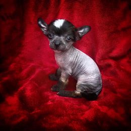 Chihuahua and Chinese Crested Puppies from Western Kentucky Chihuhua and Chinese Crested