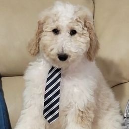 Orange Boy - Goldendoodle puppy in Gonzales, Louisiana from Honey Dream Doodles