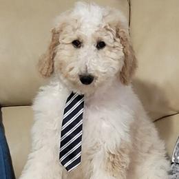 Orange Boy - Goldendoodle puppy in Gonzales, Louisiana from Honey Dream Doodles