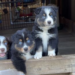 Aussiedoodle, Australian Shepherd, and Miniature Australian Shepherd Puppies from Ten Mile Aussies