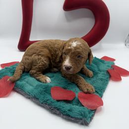 Skattebo - Red male Cavapoo puppy in Central, Arizona from Desert Valley Doodles
