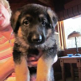 German Shepherd Puppies from VonDinehart Shepherds