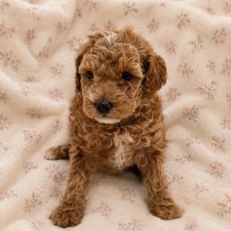 Nellie - Apricot female Goldendoodle puppy in Sacramento, California from Little legacy doodles