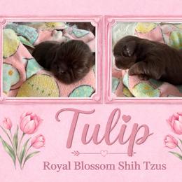 Tulip - Liver female Shih Tzu puppy in Connersville, Indiana from Royal Blossom Shihtzus