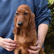 Irish Setters from Sugar Stop Irish Setters
