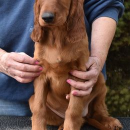 Irish Setters from Sugar Stop Irish Setters