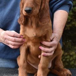 Irish Setters from Sugar Stop Irish Setters