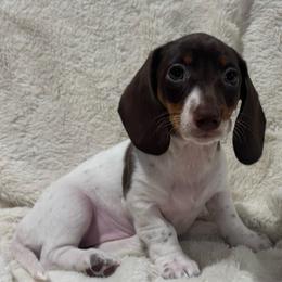 Brittany - Chocolate and tan female Dachshund puppy in Flint, Texas from ZMC Acres Doxies