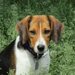 Zuma - Beagle