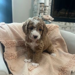 Sugar - Red  female Goldendoodle puppy in New Waverly, Texas from C.P. Puppy Buddies