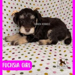 Fuchsia Girl - Liver female Miniature Schnauzer puppy in Houston, Texas from Semien Family Kennels
