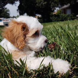Cavapoo Puppies from California Doodles (central coast)