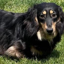 Dreamer - Dachshund