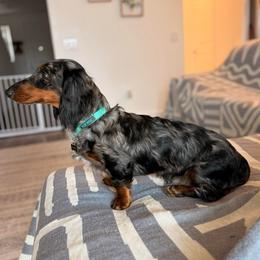 Chucky - Dachshund