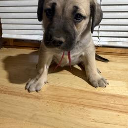 Burgundy - Yellow female Black Mouth Cur puppy in Warsaw, Missouri from Heritage Cow Dogs