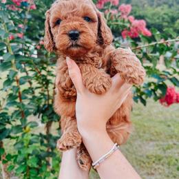 Armani - Apricot male Goldendoodle puppy in Jacksonville, Florida from First Coast Goldendoodles