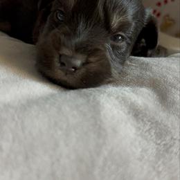 Kara- Ava - Parti female Miniature Schnauzer puppy in Pearland, Texas from K & S Schnauzers
