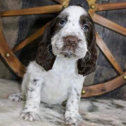 Magnolia - Liver and white female English Springer Spaniel puppy in Winchester, Kentucky from Hidden Springs Farm
