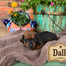 Dachshund Puppies from Rodeo Doxies