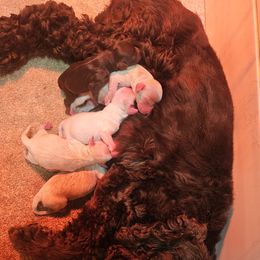 Cockapoo puppies from Hunting Creek Farm & Kennel