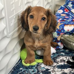 Red Boy - Red male Dachshund puppy in Belfair, Washington from SnortVille Frenchies & CreekSide Mini Doxies