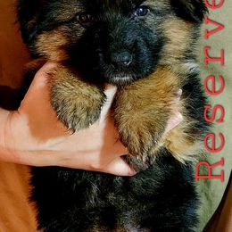 German Shepherd Puppies from Ewig Krieger Kennels
