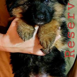 German Shepherd Puppies from Ewig Krieger Kennels