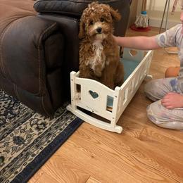 Matcha - Parti female Goldendoodle puppy in Shushan, New York from Barnwood Doodles