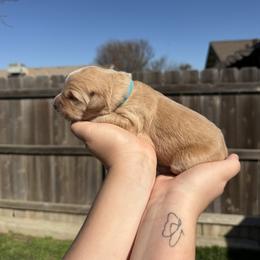 Boy 6 - Light golden male Golden Retriever puppy in Hanford, California from Smith Family Goldens