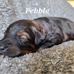 Pebble - Black male Goldendoodle puppy in Chattanooga, Tennessee from Hilltop Cuddle Pups