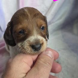 Longhair piebald - Piebald female Dachshund puppy in Crab Orchard, Kentucky from Lucy’s legacy dachshunds