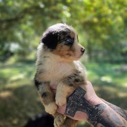 Rook - Blue merle male Australian Shepherd puppy in London, Kentucky from Kenmont Kennels