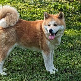 Zou - Akita