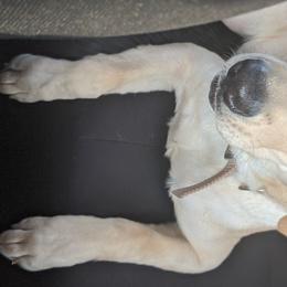 Labrador Retrievers from DeBruin Labrador Retrievers