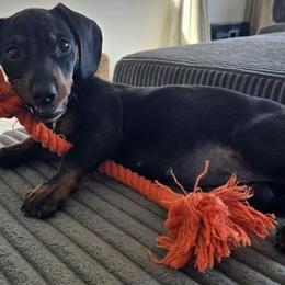 Dalilah - Black and tan female Dachshund puppy in Chino Hills, California from Dilalah Dachshund