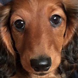Dachshunds from Kenmar Hounds