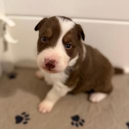 Charlie - Red male Border Collie puppy in Kalispell, Montana from North Fork Border Collies