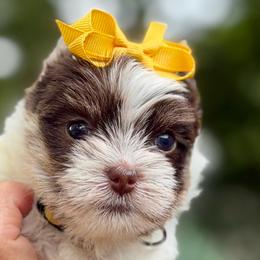 Clara - Chocolate, tan and white female Yorkshire Terrier puppy in Tangipahoa County, Louisiana from Riche’ Louisiana Yorkies
