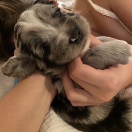 Aussiedoodle, Bernedoodle, and Goldendoodle Puppies from Elle and Oak Farms