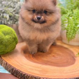 Vinnie - Red sable male Pomeranian puppy in Gilroy, California from Belt Fed Kennels