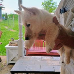 LillyWheaten girl - Wheaten female Scottish Terrier puppy in Smiths Grove, Kentucky from Moore's We Little Farm AKC Scotties