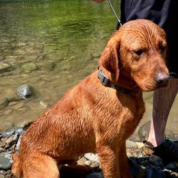 Diesel - Labrador Retriever