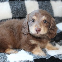 Dachshund Puppies from Rylie Stovall