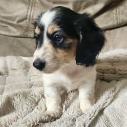 Pearl (AKC) - Piebald female Dachshund puppy in Cypress, Texas from Cypress Dachshunds