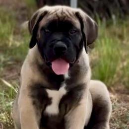 Stetson- Tan collar - Brown male Boerboel puppy in Pearce, Arizona from Desert Stronghold Boerboels