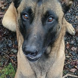 Belgian Malinois from Blue Ridge Malinois