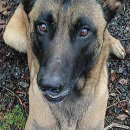Belgian Malinois from Blue Ridge Malinois